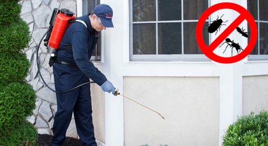 Amasra Tahtakurusu İlaçlama böcek ilaçlama ve haşere kontrolü — ilaclama-tr.com